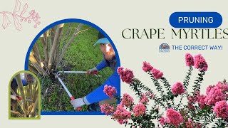 Pruning Crape Myrtles The Correct Way [upl. by Akanke989]