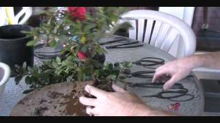 How To Create an Azalea Bonsai From a Nursery Plant [upl. by Binnie]