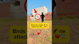 Birds per eagle ne attack kar dia 💔😭 minivlog viral shorts [upl. by Alyakem825]