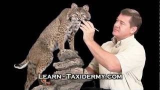 Learn Taxidermy from home  Video courses teach how to do taxidermy [upl. by Frayne]