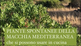 Piante della macchia mediterranea che si possono usare in cucina [upl. by Rori832]