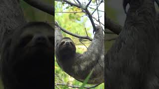 Amazing Facts about Sloths [upl. by Ries]