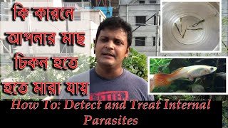 আপনার মাছ চিকন হয়ে মারা গেলে কি করবেন  How To Detect and Treat Internal Parasites [upl. by Primaveria]