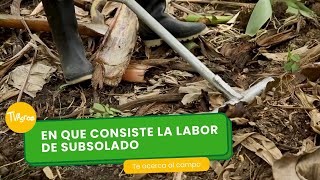 En que consiste la labor de subsolado  TvAgro por Juan Gonzalo Angel Restrepo [upl. by Alyl227]