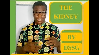 DESCRIPTION OF THE KIDNEY BY DSSG NATION [upl. by Narf312]