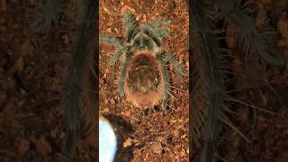 Grammostola Iheringi got a DUMP TRUCK [upl. by Kalagher]