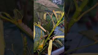 CATERPILLARS OCT 12 2024 shortvideos shorts [upl. by Ahsertal735]