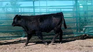 LOT 27 SEGA Gelbvieh Bull Sale March 2 2024 [upl. by Ennaeiluj]