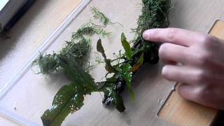 How to attach Java moss on driftwood [upl. by Katt]