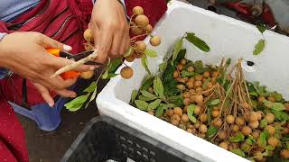 Prepping Longan [upl. by Rozanna]