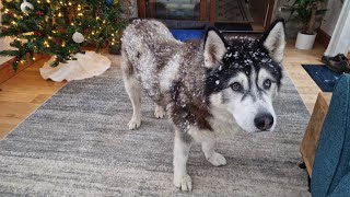 Old Husky Is Covered In Snow When We Wake Up To An Unexpected Snow Day [upl. by Yrogerg]