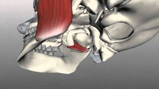 Muscles of Mastication  Anatomy Tutorial [upl. by Ahsikam]