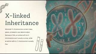 X Chromosome Inactivation and Sex Determination Balancing Dosage in Mammals [upl. by Aronid]