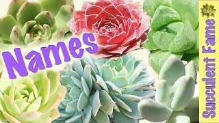 Useful Succulent Identification  Names of Succulents [upl. by Sirref55]