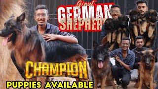 German Shepherd Dog Kennel  German Shepherd Long Coat For Sale  Home Delivery Available Low Price [upl. by Inahet]