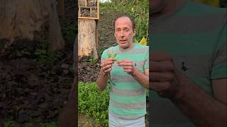 Chickweed stellaria media foraging permaculture herbs gardening nativeplants adventure [upl. by Amarillis]