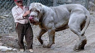 20 Largest Dogs in the World [upl. by Pulchia]