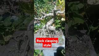 Ficus Rock clasping style bonsai bonsaitree bonsaiprojects bonsai [upl. by Nalhsa]