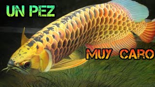 La Arowana asiatica  uno de los peces mas caros del mundo Scleropages Formosus [upl. by Duvall995]