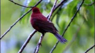 The Vinaceous Rosefinch Male 酒紅朱雀公 [upl. by Debbee755]