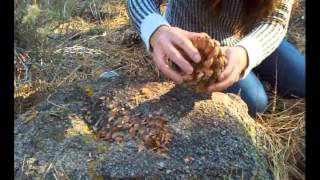 How to harvest pine nuts in the forest [upl. by Chally]