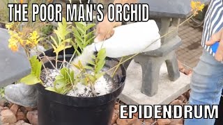 Epidendrum a Poor mans Orchid How to pot up a large specimen [upl. by Akcimehs212]