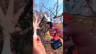 Why a Tree Pruner Never Cuts Hand [upl. by Komsa]