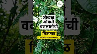 तिरफळ  Zanthoxylum rhezsta R  औषधी वनस्पती  Medicinal plant [upl. by Seiuqram328]