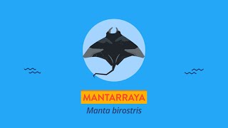 Mantarraya  Videos educativos para niños [upl. by Avik]