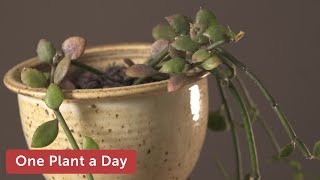 Ceropegia sandersonii Houseplant Care – 350 of 365 [upl. by Forester]