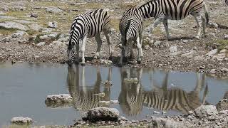 ETOSHA National Park 2024 Day ThreeEnglish [upl. by Treva]