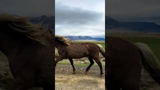 Amazing Iceland 🇮🇸 iceland shorts youtubeshorts nature horses [upl. by Vel]