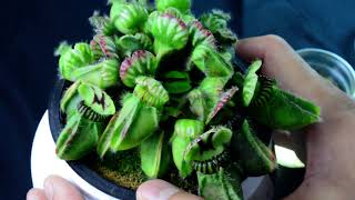 PlantH01 Cephalotus follicularis Hummers Giant  biweekly maintenance – 10624 [upl. by Zeugirdor]