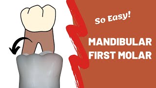 Mandibular First Molar Anatomy  Buccal Aspect [upl. by Sueahccaz66]