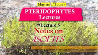 Lecture 5  Isoetes Quill worts Life Cycle  Pteridophyta Lecture Notes [upl. by Birch]