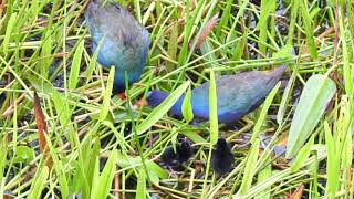 Purple Gallinules and chicks [upl. by Nahoj]