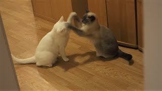 Siamese Cats Play Fight while waiting till their Food is prepared [upl. by Anifares598]