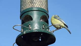 TAMILRAJA2023 little bird eating from a bird feeder ஒரு பறவை தீவனத்திலிருந்து சாப்பிடும் [upl. by Naima]