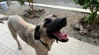 Meine Kangal Hunde 8 Monate in Alanya Türkei 28 April 2024  Kangal yavrusu 8 Aylık Alanya Türkiye [upl. by Ardnasal967]