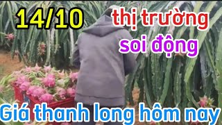 Giá thanh long hôm nay ngày 14102024Giá thanh long bình thuận và miền tâyHuỳnh Dũng [upl. by Esimaj]