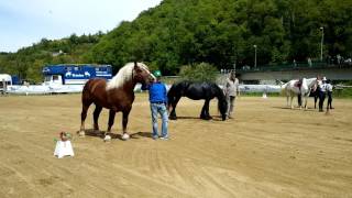 STALLONE FRISONE E CAVALLO TPR 158FIERA SPIO ROCCAFORTE MONDOVICN 7  5  2017 [upl. by Lainey]