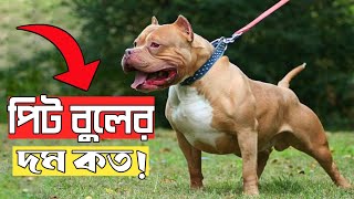 পিট বুলের দাম কত  এবং এর পালন পদ্ধতি। pit bull price in Bangladesh amp India [upl. by Neerual]