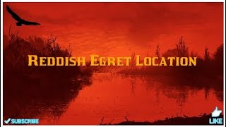 Reddish Egret location RDR2 [upl. by Atteloiv344]