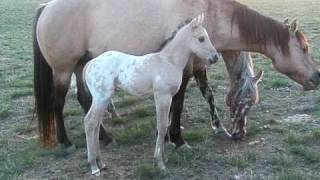 2nd foal at Goffena Appaloosas [upl. by Pass]