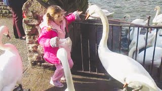 This is Why You Never Ever Mess With Swans Again  Swan Attacks  PETASTIC 🐾 [upl. by Admama464]