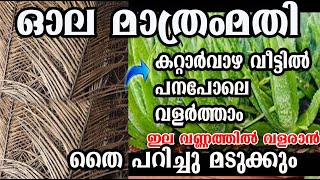 ഓല കത്തിക്കല്ലേ കറ്റാർവാഴ പന പോലെ വളർത്താം kattarvazha nadam poppy vlogs [upl. by Laerdna]