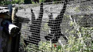 Siamang gibbons Iwani and Kera hooting in the rainforest [upl. by Hake]