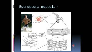 Estructura muscular y mecanismo de la contracción muscular [upl. by Chiquita932]