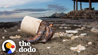 Guy Finds Hermit Crabs Living In Plastic And Offers Them New Shells  The Dodo [upl. by Levitan909]