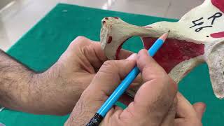 Osteology of Hip bone Part 2 [upl. by Airpal]